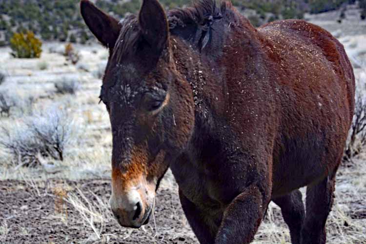 horse at fence